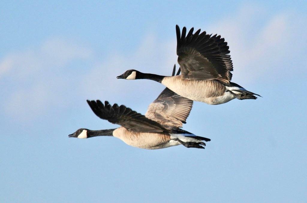 Canada Goose Pair Seedskadee NWR by USFWS Mountain Prairie is licensed under CC BY 2.0